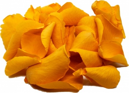 Yellow Rose Petals